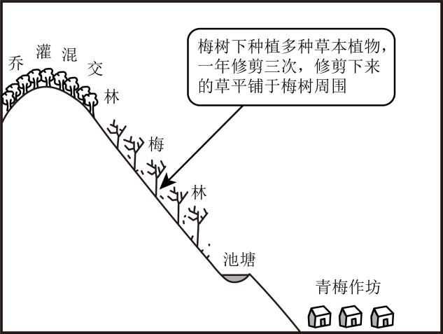 日本和歌山县某地区山地陡峭、土壤贫瘠。大约四百年前,人们开始尝试在山坡上种植青梅。经过长期发展,当地逐渐形成了稳定的集种植、加工、旅游等为一体的青梅复合生产系统(下图)。当地青梅有早、中、晚熟等品种,普遍具有皮薄、肉多、核小等优良特性,年产量占日本的一半。农户除出售鲜梅外,还将青梅加工成梅干等初级产品,并依托梅林开展赏花、采摘等活动。青梅复合生产系统为当地农户带来了稳定收入。