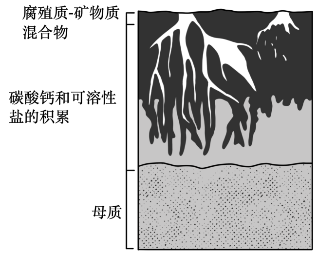 由于植物适应荒漠环境的方式不同,共根系差别很大,下图为“荒漠土壤剖面及植物根系示意图”,完成下面小题。