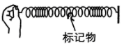 2、如图,某同学演示波动实验,将一根长而软的弹簧静置在光滑水平面上,弹簧上系有一个标记物,在左端沿弹簧轴线方向周期性地推、拉弹簧,形成疏密相间的机械波。下列表述正确的是( )